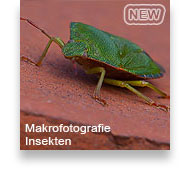 Makrofotografie Insekten