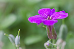 Makrofotografie Planzen