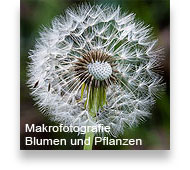 Makrofotografie mit Blumen und Pflanzen