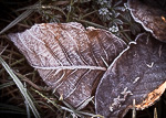 Winter Fotografie