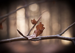 Winter Fotografie