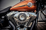 Road Roses Bike
