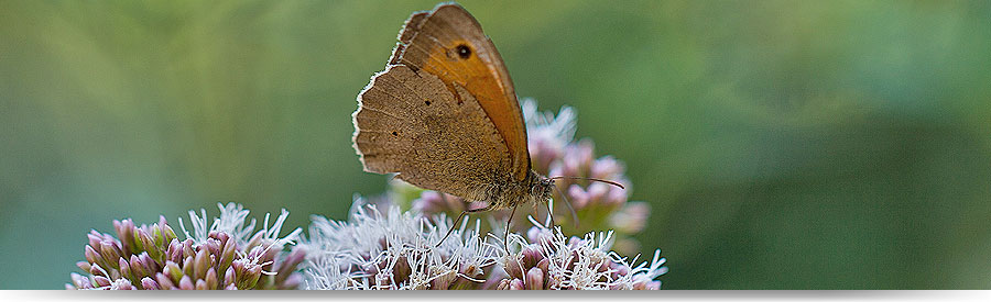 Makrofotografie von Insekten