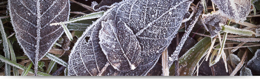 Blätter im Winter